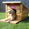 Dog house!